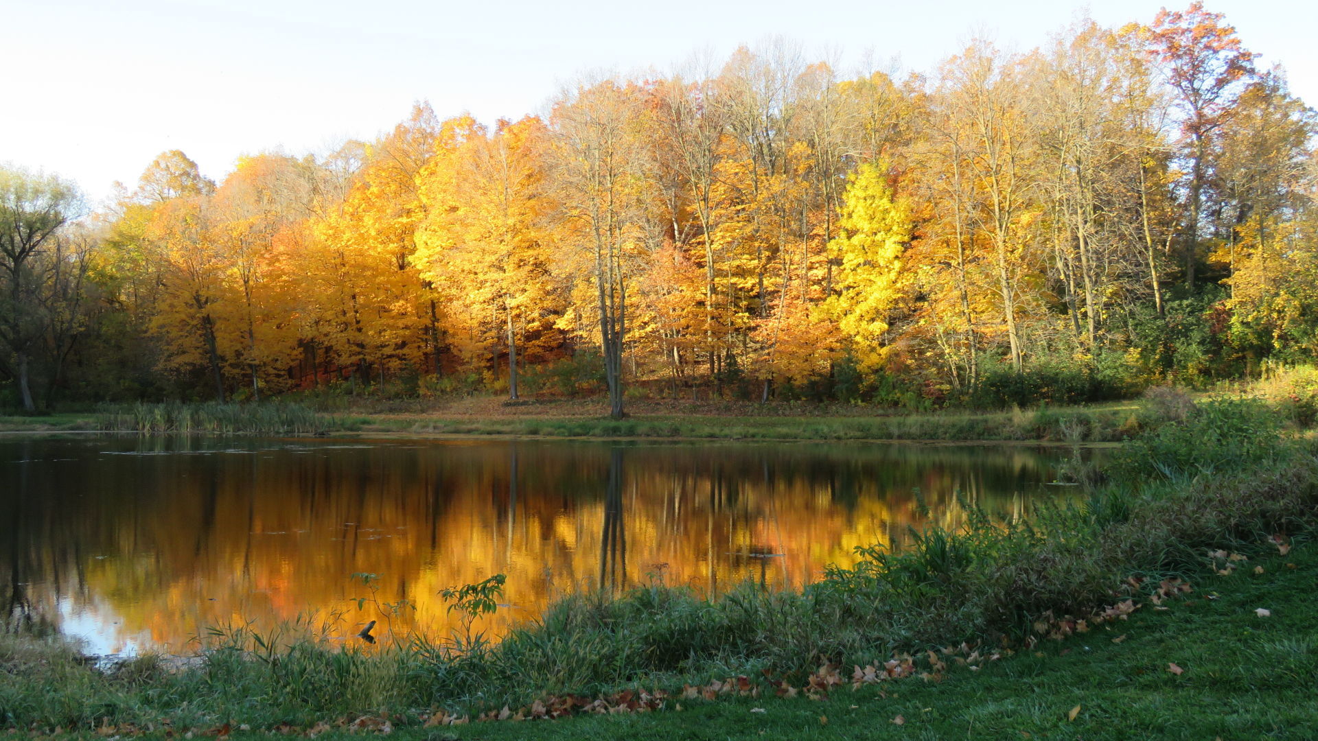 Golden glow in Jesson Park